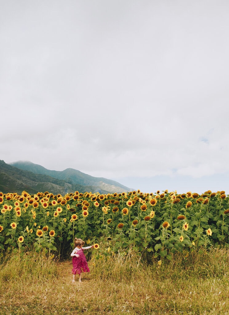 Family Photographer, a young girl stands near a field of tall sunflowers